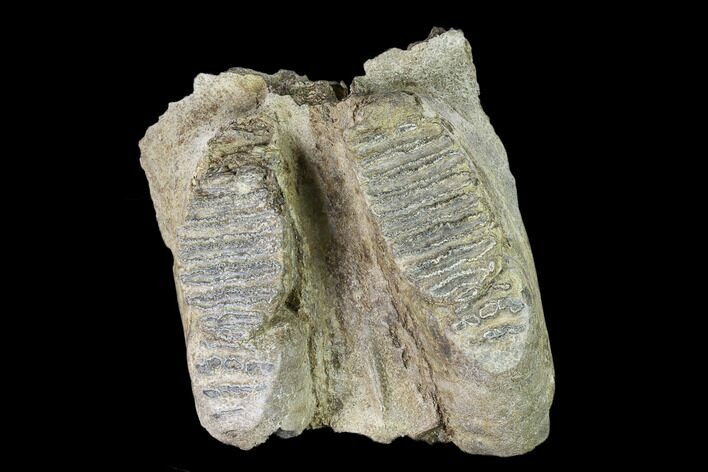 Fossil Stegodon Maxilla Section with Molars - Indonesia #148203